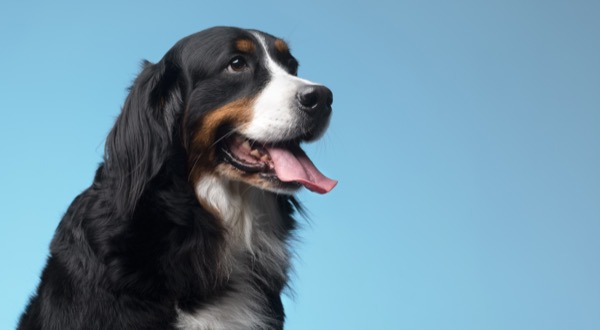 Perro Bernese