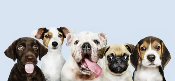 Cachorros adorables